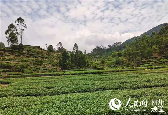 茶園。蔣兵攝