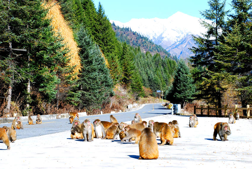 景區(qū)內(nèi)的藏酋猴。達(dá)古冰川景區(qū)管理局供圖