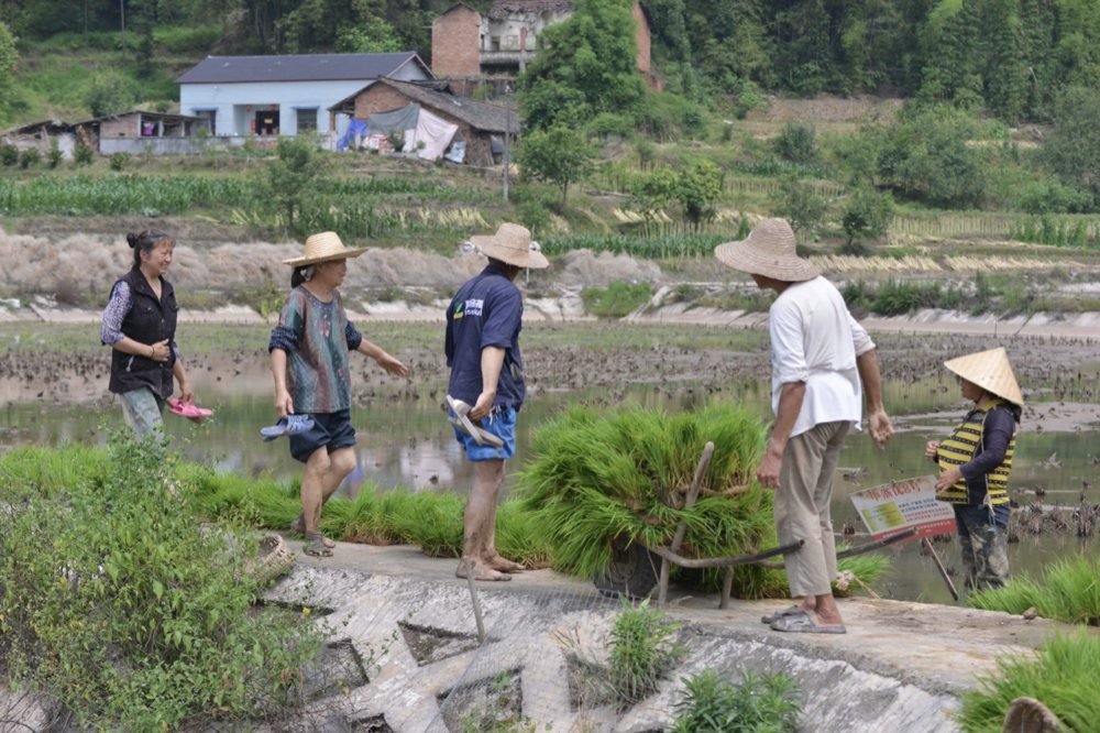 村民在田間忙碌插秧。蔣兵供圖