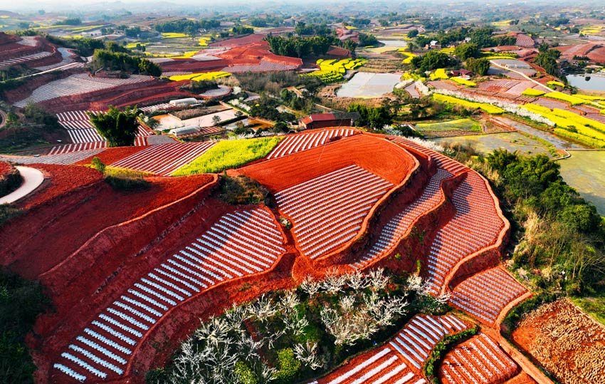 油菜開(kāi)花陪紅土。劉彬供圖