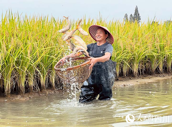 水稻豐收了！眉山市東坡區(qū)的稻田魚也到了銷售旺季。王允浩攝