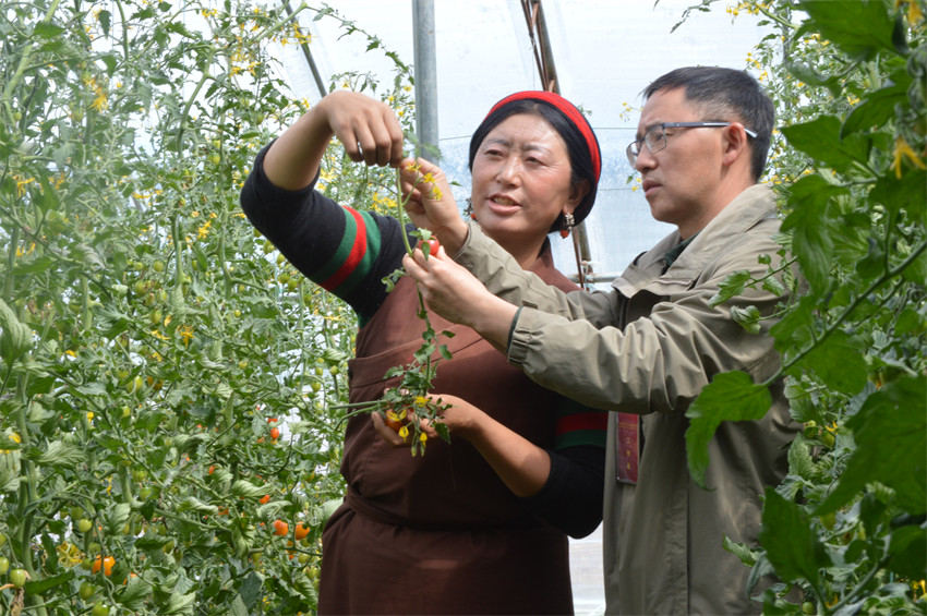 家住蝦拉沱鎮(zhèn)的達(dá)娃，以前在康定打工每月收入2000余元，現(xiàn)在園區(qū)采摘小番茄每月近4000元。成都市民宗局供圖