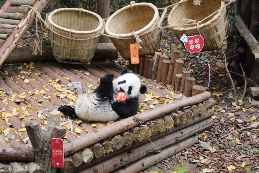 大熊貓萌亮相送祝福。成都大熊貓繁育研究基地供圖