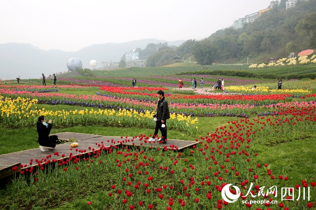 納溪區(qū)大渡口鎮(zhèn)花田酒地景區(qū)游人如織。王超明攝