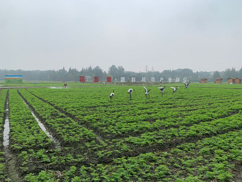 成都都江堰市川芎產(chǎn)業(yè)園、川芎種植基地。