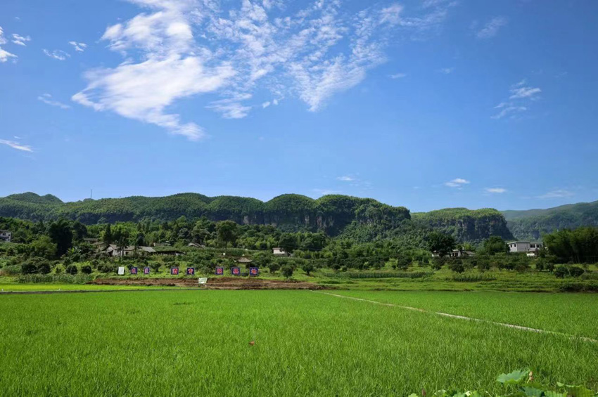 宜賓興文縣澤瀉種植基地