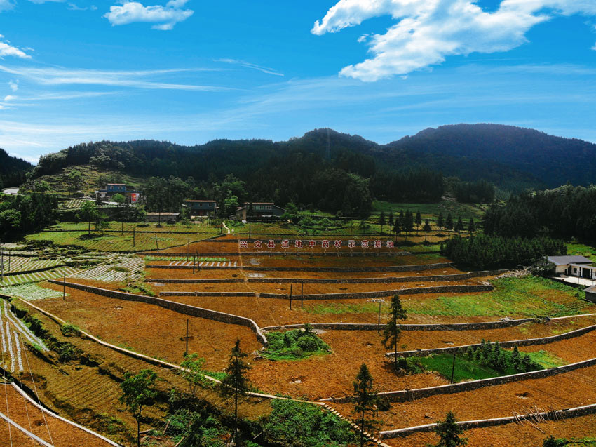 宜賓興文縣道地中藥材種植基地