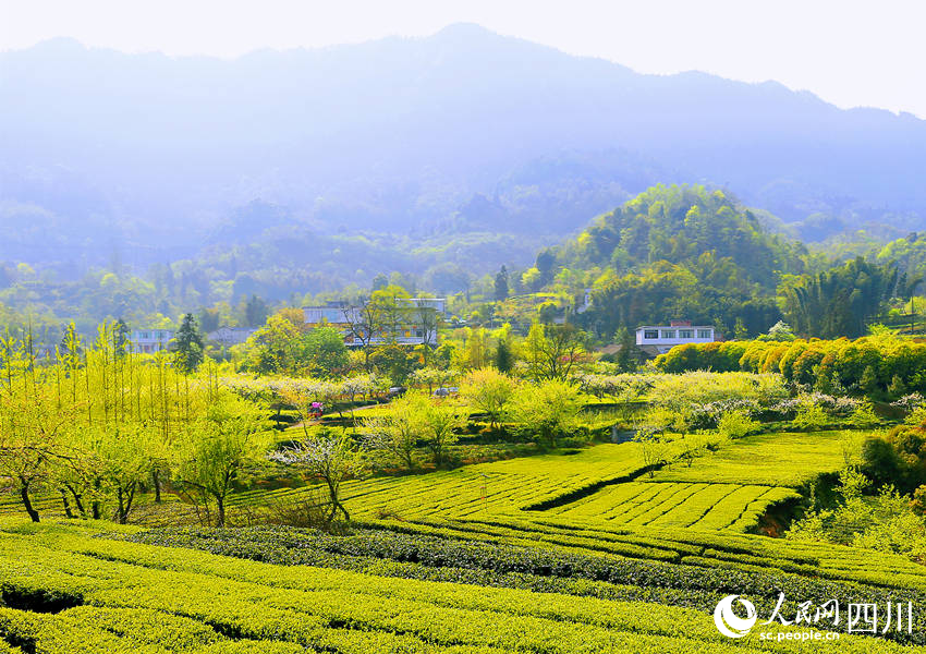 綠意盎然的茶園。陳曉芳攝