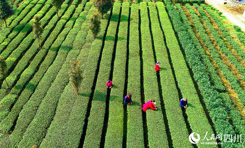 滿山茶樹(shù)吐綠，菜農(nóng)采茶正當(dāng)時(shí)。陳曉芳攝