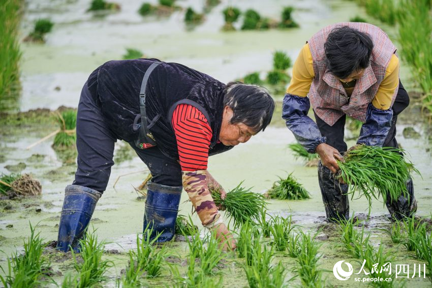 在眉山市彭山區(qū)制種基地，工人們正在田間起水稻母本秧苗。翁光建攝