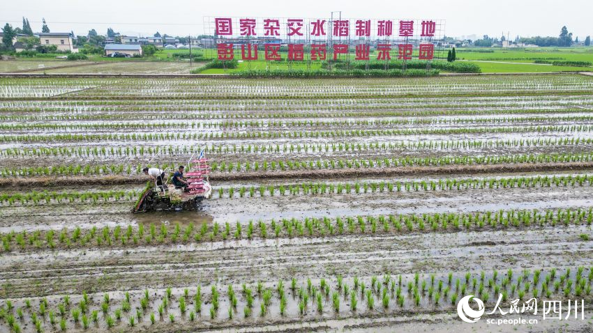 在眉山市彭山區(qū)制種基地，工人們正利用插秧機(jī)移栽水稻母本秧苗。翁光建攝