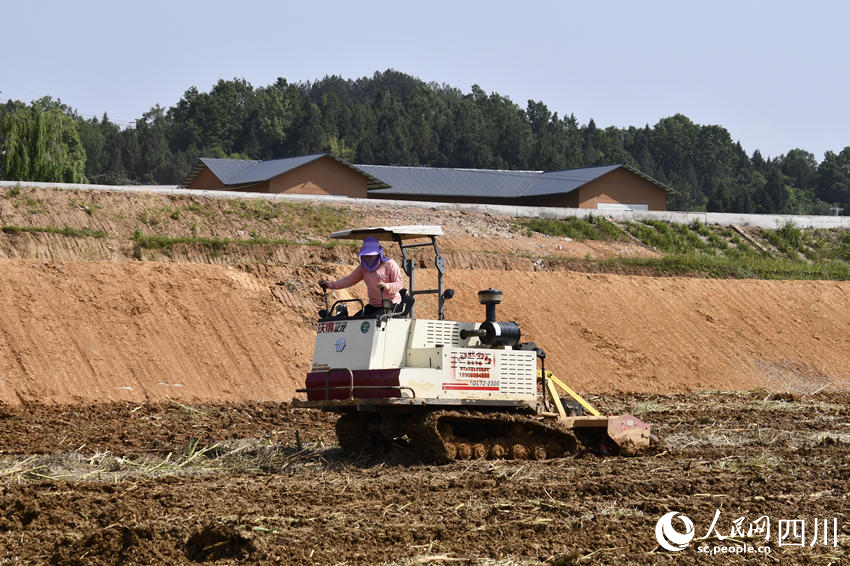 村民操作農(nóng)用翻地機(jī)在通江縣廣納鎮(zhèn)構(gòu)花坪村高標(biāo)準(zhǔn)農(nóng)田內(nèi)勞作。人民網(wǎng)王洪江 攝