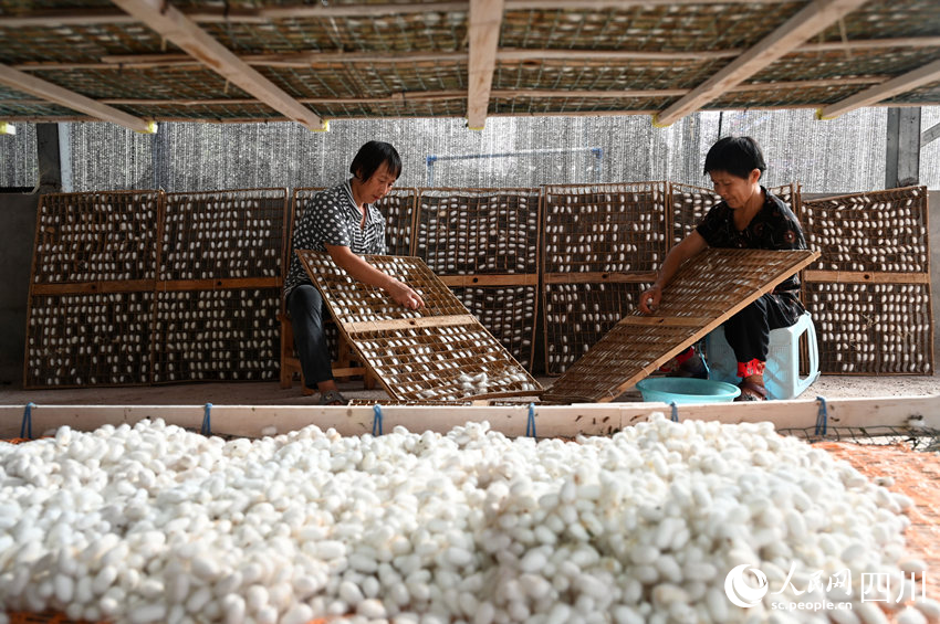 蠶農(nóng)正在采收蠶繭。蘭自濤攝