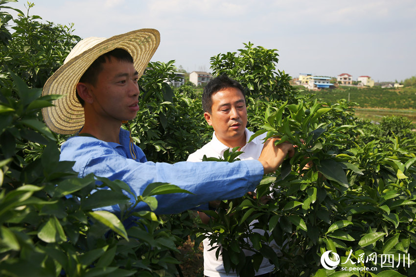 徐飛指導(dǎo)工人梳果。林巧攝