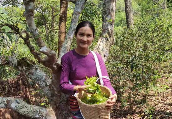 守護(hù)千年茶山 促進(jìn)人與自然和諧共生