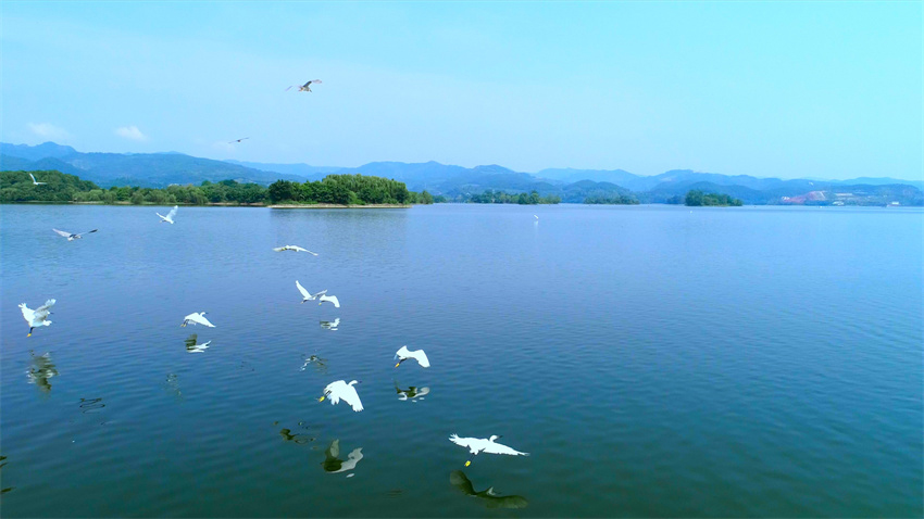 眾鳥翔集多樂趣。東部新區(qū)供圖