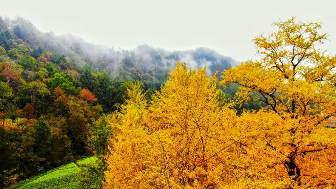 最是煙雨蒙，賞葉正當(dāng)時(shí)。馬娟攝