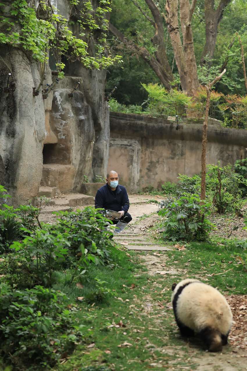 飼養(yǎng)員譚金淘“譚爺爺”與大熊貓和花“花花”。成都大熊貓繁育研究基地供圖