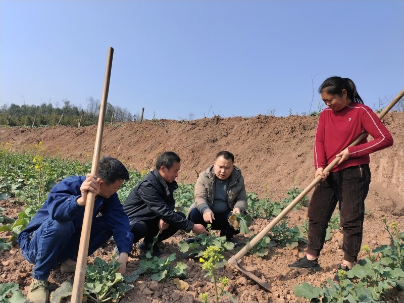 永寧街道黨員科技服務(wù)小分隊(duì)隊(duì)員在安富村8組田間地頭向村民傳授油菜和果樹春季田間管理技術(shù)。