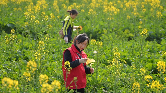 植保站農(nóng)技人員在田間開展油菜病蟲害的監(jiān)測調(diào)查。徐振宇供圖