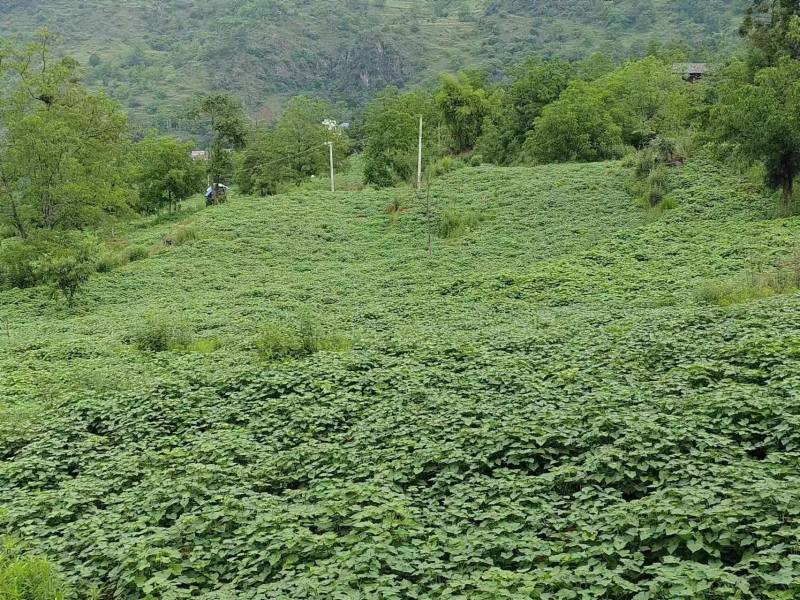 眉山村發(fā)展金蕎麥種植產(chǎn)業(yè)。