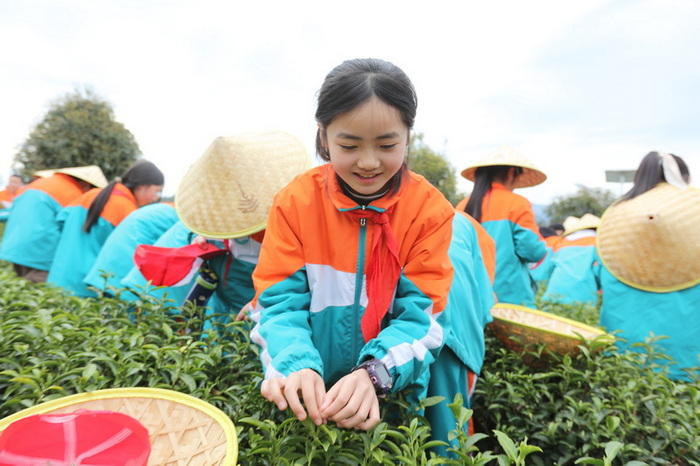 茶葉基地的快樂研學(xué)。馬發(fā)海供圖