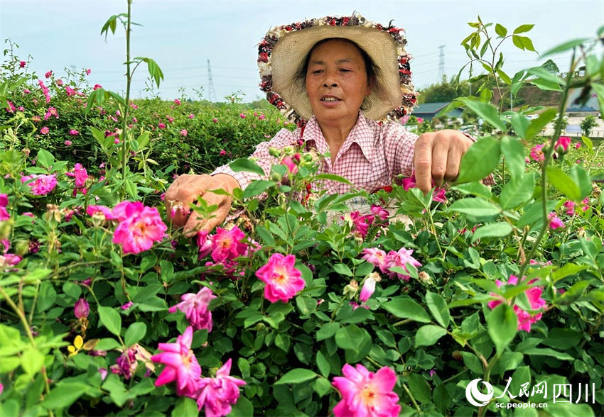 摘得鮮花心里甜。人民網(wǎng)記者 劉海天攝