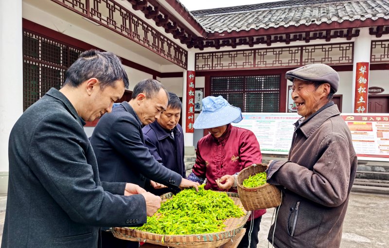 帶動平昌縣7.2萬戶茶農，茶農人均可支配收入年均增長11%以上。平昌縣委組織部供圖