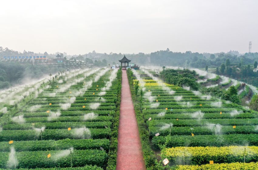 翠屏區(qū)金秋湖鎮(zhèn)茶園里，茶葉節(jié)水霧灌系統(tǒng)。王宇供圖