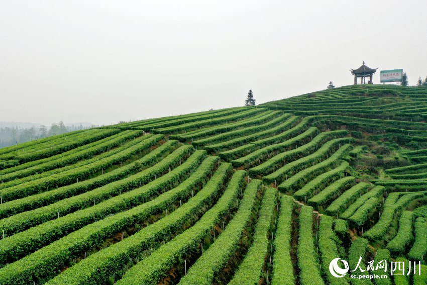 安裝了智能霧灌器的梅嶺茶山。人民網(wǎng) 趙祖樂攝