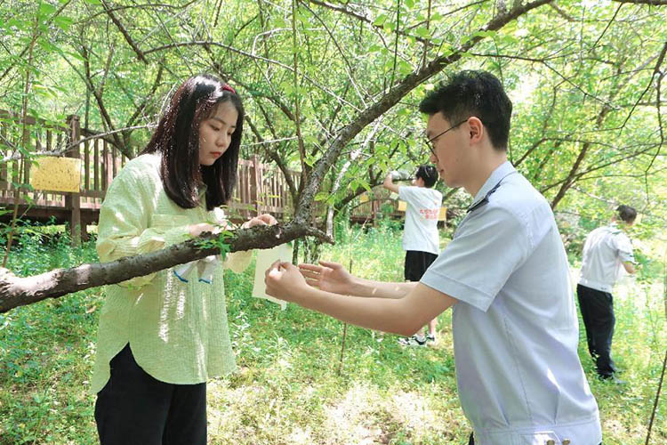 稅務(wù)干部和大學(xué)生普法志愿者正在給烏梅果樹掛滅蚊貼。達(dá)州市稅務(wù)局供圖