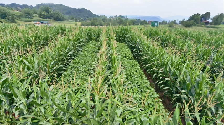 北山糧油園區(qū)春大豆復(fù)合種植長(zhǎng)勢(shì)良好