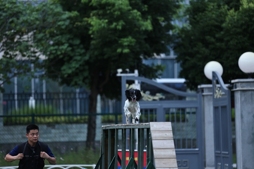 7月12日，成都市，四川省森林消防總隊搜救犬訓(xùn)練基地，搜救犬“布丁”正在通過斷橋。程雪力攝