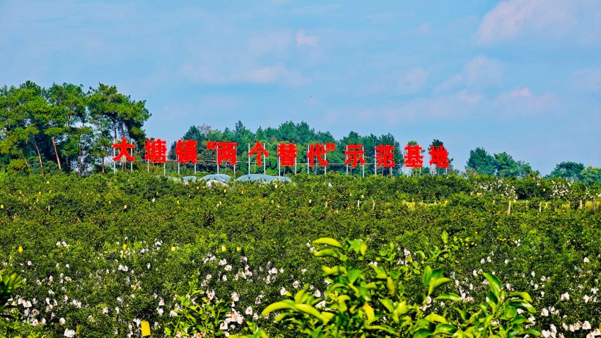 “兩個(gè)替代”柑橘種植基地。蒲江縣委宣傳部供圖