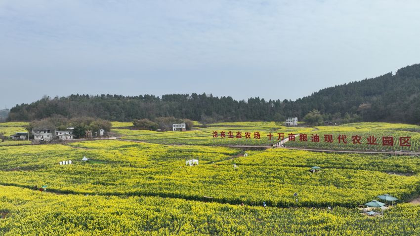 簡陽市沱東生態(tài)農(nóng)場糧油大地景觀圖。簡陽市農(nóng)業(yè)農(nóng)村局供圖