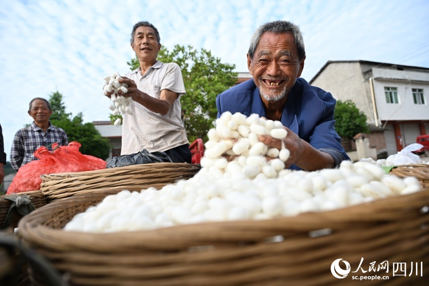 第一批次蠶繭上市，蠶農(nóng)就近售賣。李建明攝