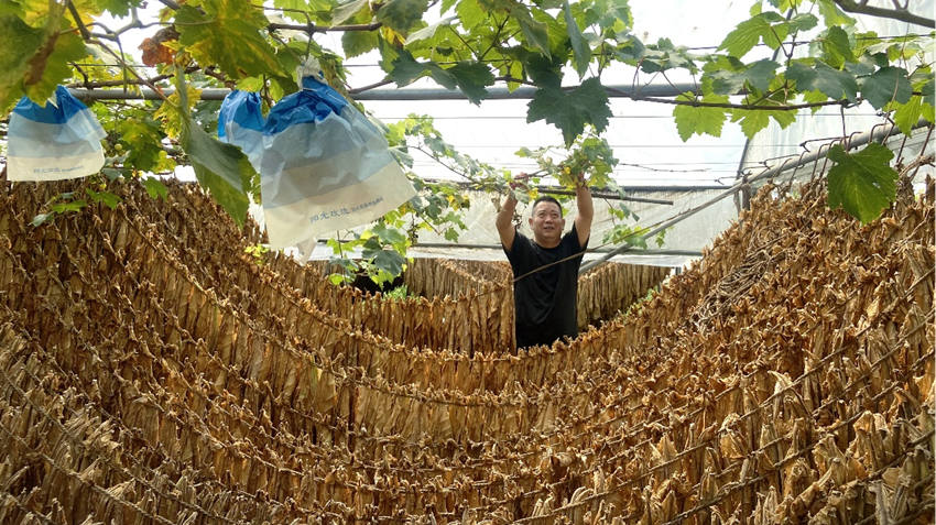 高建濤在葡萄架下查看“德雪一號”的晾制情況。綿竹市煙草專賣局供圖