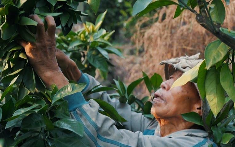 資陽雁江：交豐收答卷 繪振興圖景“米袋子”“果籃子”質(zhì)優(yōu)價(jià)穩(wěn)，是民生關(guān)切，也關(guān)系農(nóng)民收入，豐收的碩果映襯出鄉(xiāng)親們的生活蒸蒸日上，一個(gè)個(gè)淳樸而生動(dòng)的故事，在青山綠水間持續(xù)書寫，幸福都是奮斗出來的，雁江邁向鄉(xiāng)村振興的步伐也更加堅(jiān)實(shí)有力。