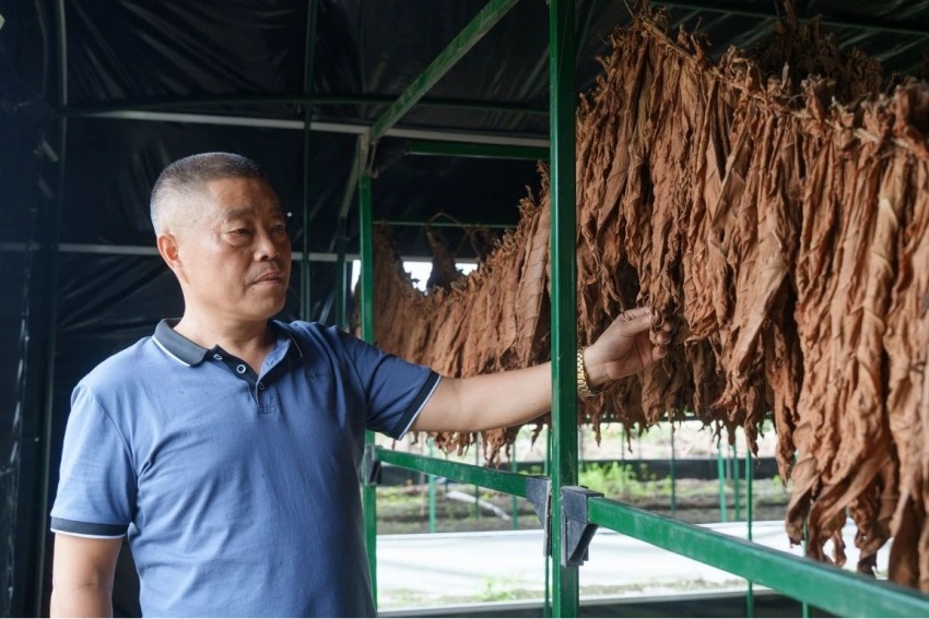 煙葉種植戶甘明福。什邡煙草供圖