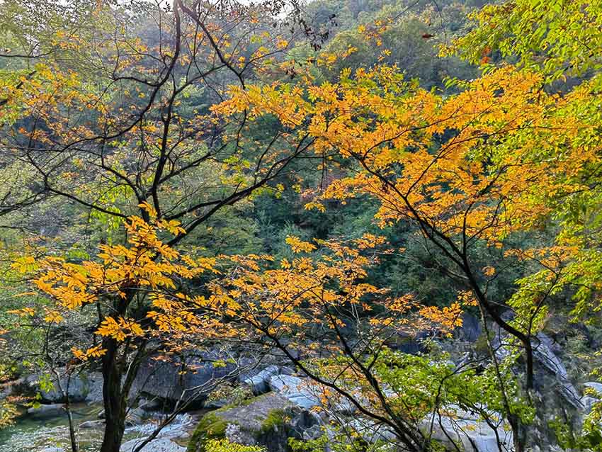 光霧山紅葉樹種繁多。紅星新聞網(wǎng)供圖