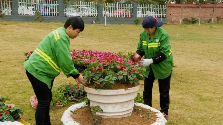 花卉美化提升城市“顏值”。陽林玥供圖