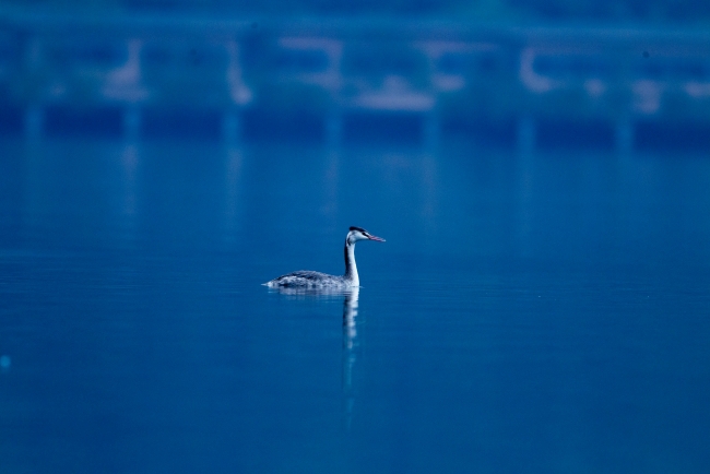 鳳頭鸊鷉。景區(qū)供圖