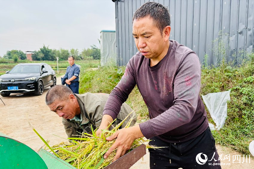 農(nóng)戶給再生稻脫粒。人民網(wǎng)記者 朱虹攝