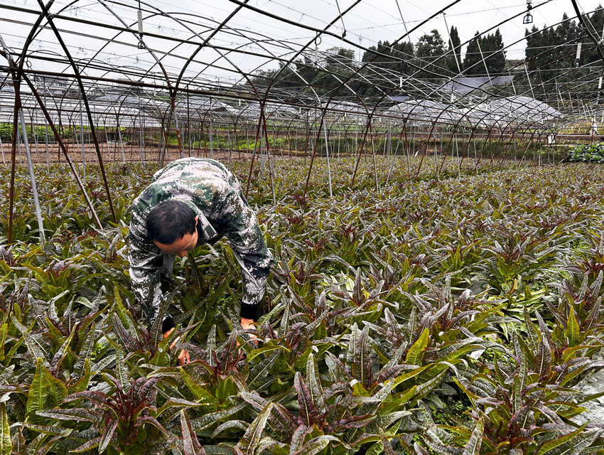 在自家菜地忙碌的方小科。人民網(wǎng) 彭茜攝