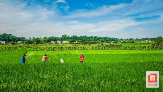 農(nóng)忙時(shí)節(jié)（資料圖片） 記者 宋姿熠 攝